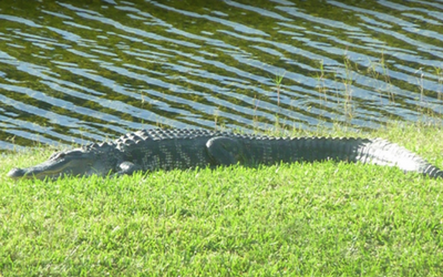 Gator Spotted Near Oak Ridge